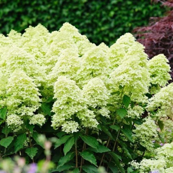 Hortenzie - Hortenzie latnatá Magical Lime Sparkle květináč 5 litrů