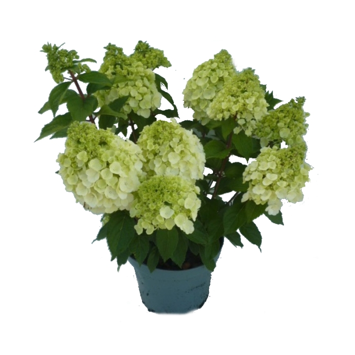 Hortenzie - Hortenzie latnatá 'Magical Mont Blanc' výška 40/50cm, květináč 7,5 litru
