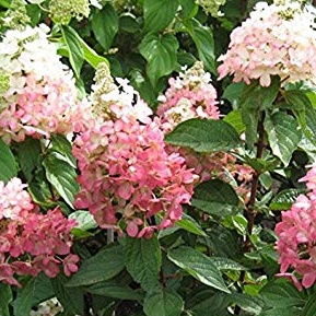 Hortenzie - Hortenzie latnatá 'Magical Vesuvio'® květináč 5 litrů, výška 40/50cm, keř