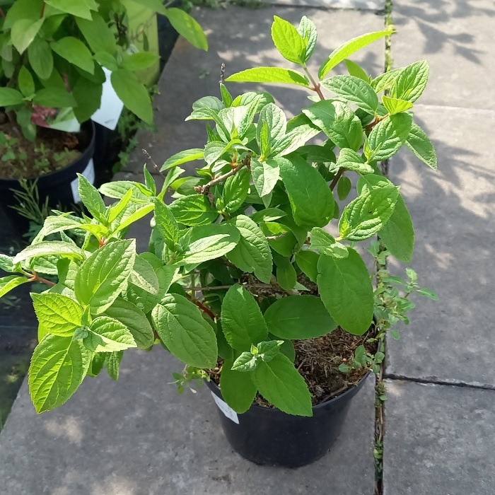 Hortenzie - Hortenzie latnatá 'Mega Mindy' výška 30/40cm, květináč 2,5 litru