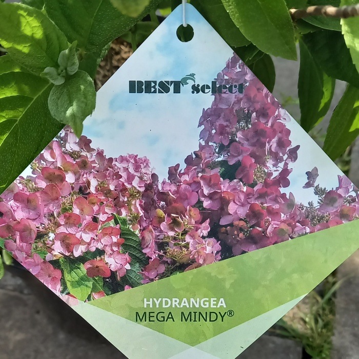 Hortenzie latnatá 'Mega Mindy' výška 30/40cm, květináč 2,5 litru-0