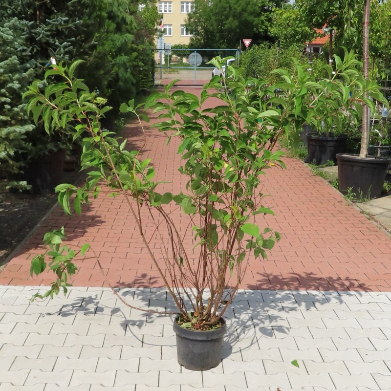 Hortenzie latnatá MIX květináč 10 litrů, výška 100/125cm, keř-0