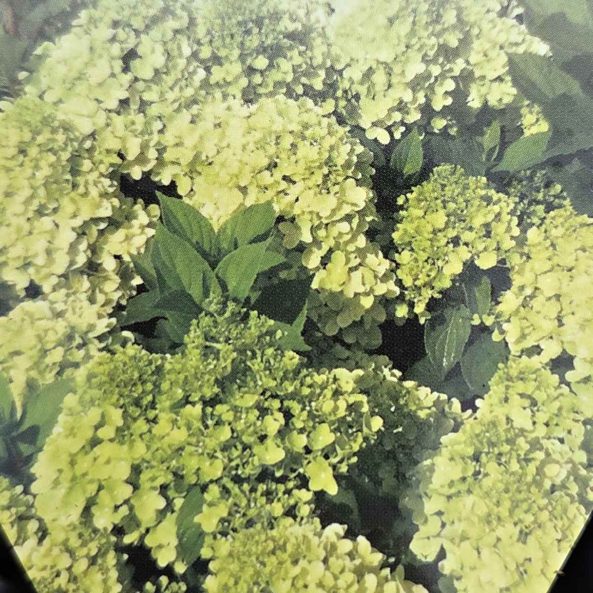 Hortenzie - Hortenzie latnatá Mojito výška 20/30cm, květináč 1,4 litru