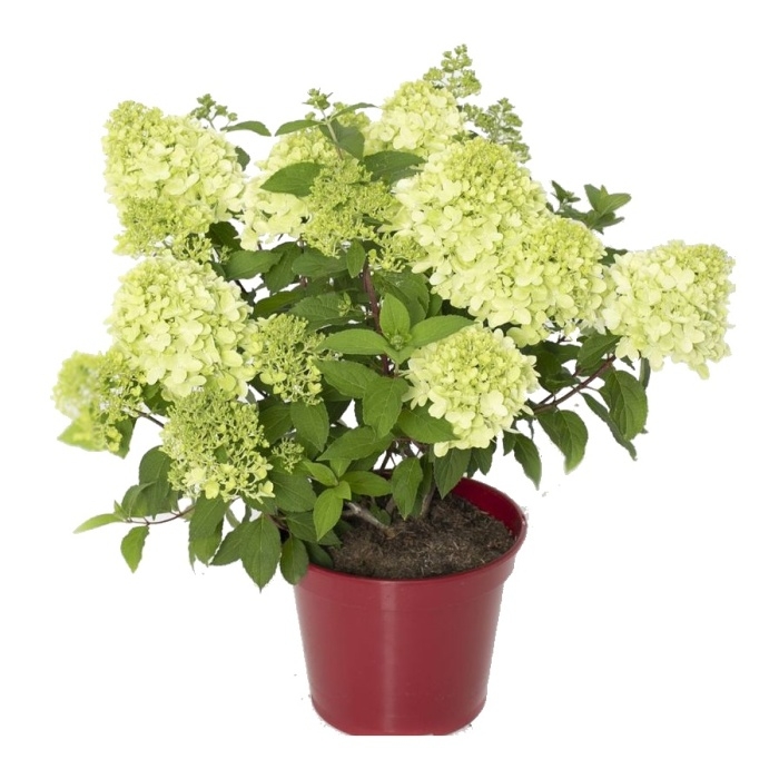 Hortenzie - Hortenzie latnatá 'Mojito' výška 40/60cm, květináč 2,5 litru