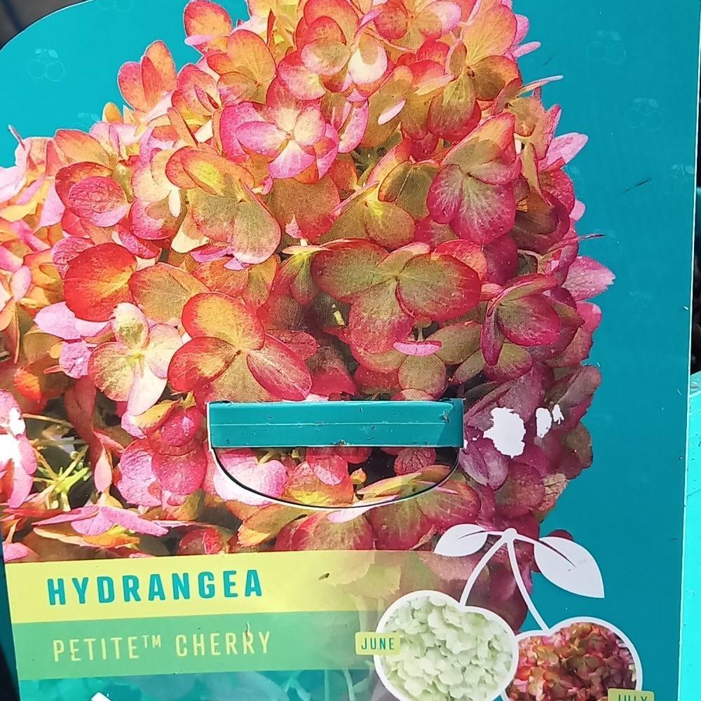 Listnaté stromky a stromy - Hortenzie latnatá 'Petite Cherry' kmínek 60cm