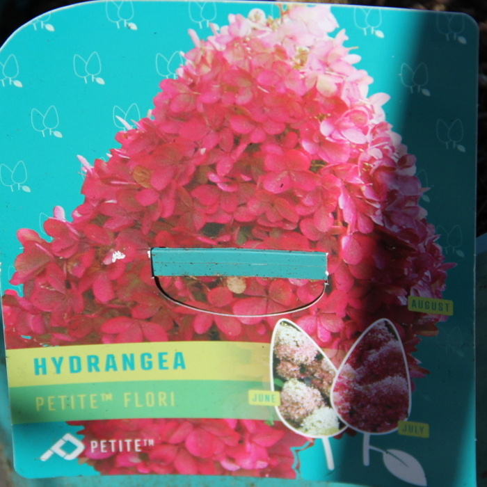 Listnaté stromky a stromy - Hortenzie latnatá 'Petite Flori' kmínek 60cm