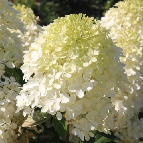 Hortenzie - Hortenzie latnatá 'Phantom' 45 litrů