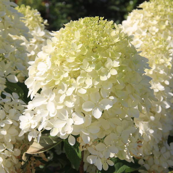 Hortenzie - Hortenzie latnatá 'Phantom' květináč 10 litrů, výška 80/100cm, keř