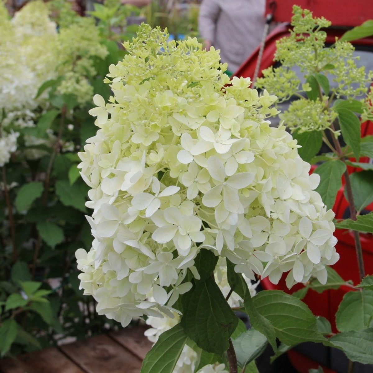 Hortenzie latnatá Phantom květináč 7,5 litru, výška 60/80cm-0