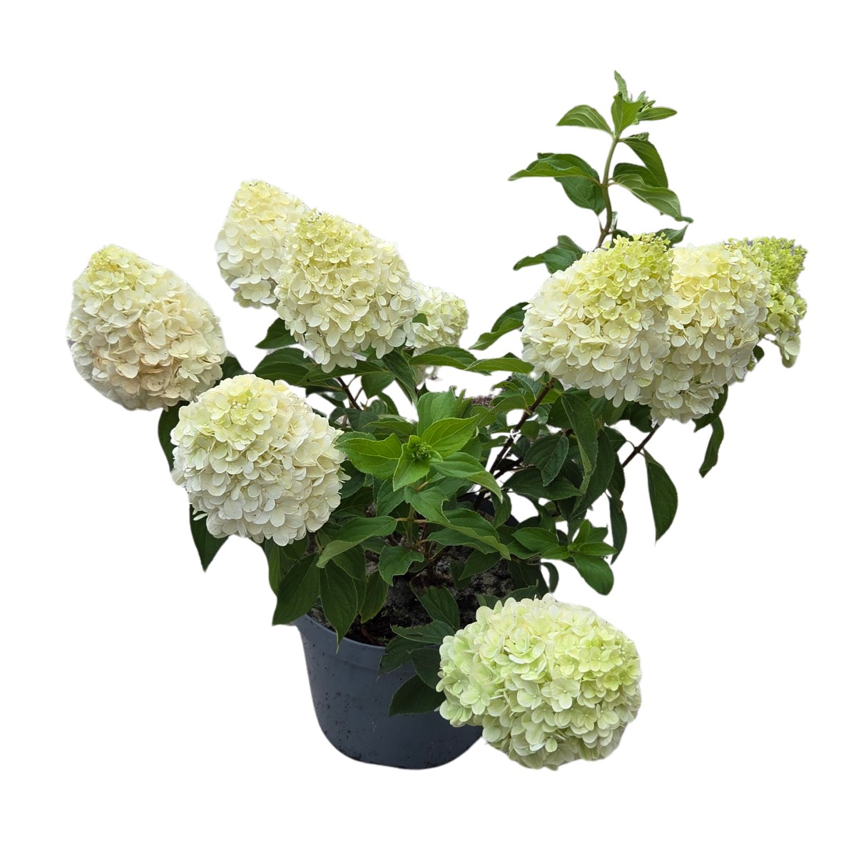 Hortenzie - Hortenzie latnatá Phantom květináč 7,5 litru, výška 60/80cm
