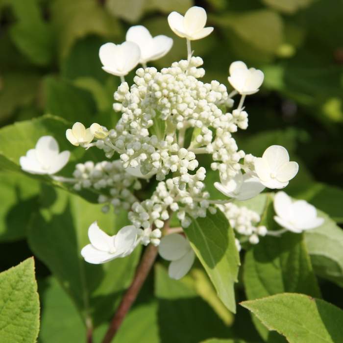 Hortenzie - Hortenzie latnatá 'Pink Diamond' 3 litry, výška 60/80cm, keř