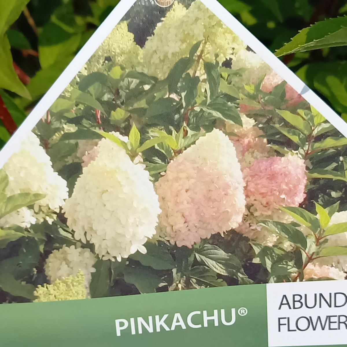 Hortenzie latnatá Pinkachu květináč 5 litrů-0