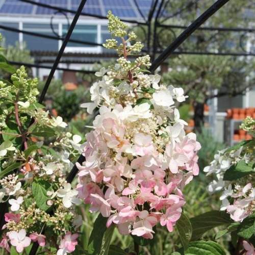 Hortenzie - Hortenzie latnatá Pinky Winky květináč 10 litrů, výška 60/100cm, keř