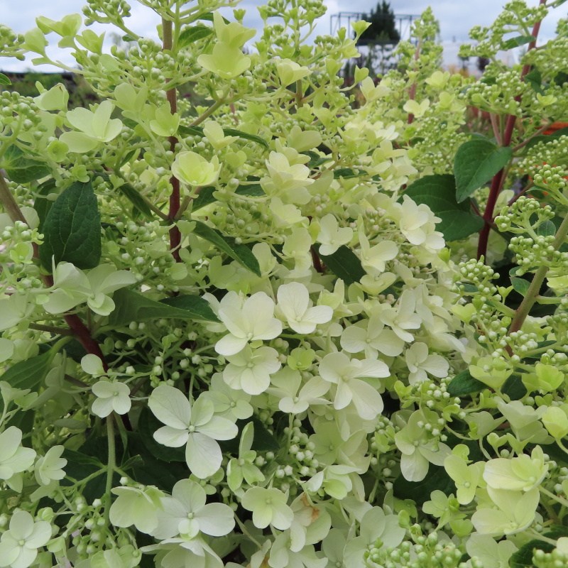 Hortenzie - Hortenzie latnatá 'Pinky Winky' květináč 16,5 litru, výška 80/100cm, keř