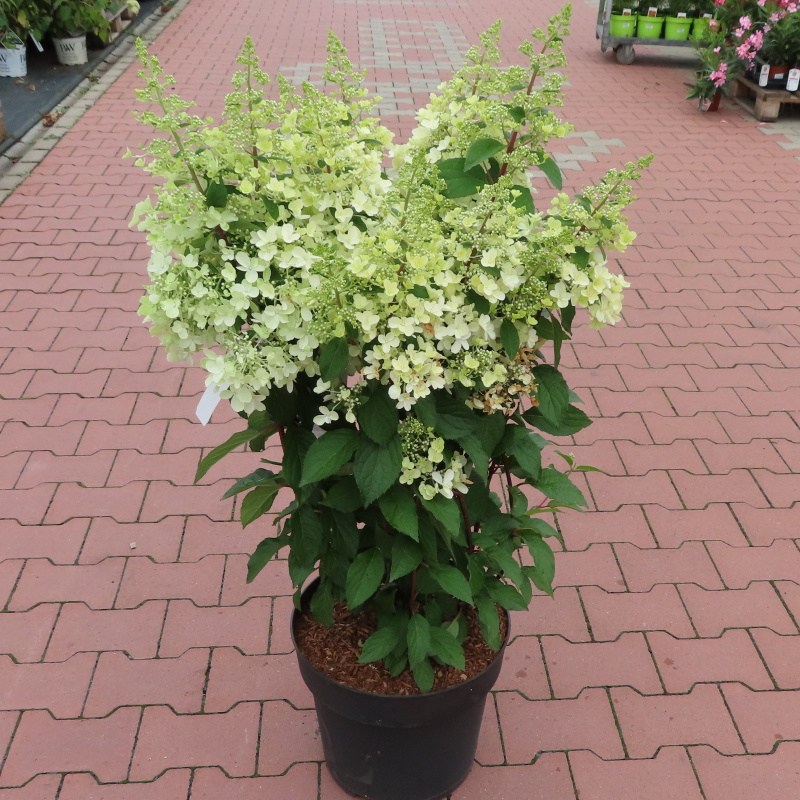 Hortenzie latnatá 'Pinky Winky' květináč 16,5 litru, výška 80/100cm, keř-0