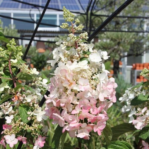 Hortenzie - Hortenzie latnatá Pinky Winky květináč 3 litry, výška 30/40cm, keř