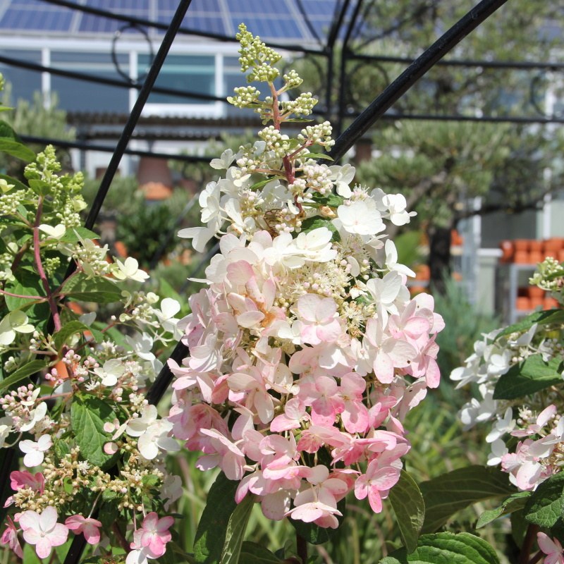 Hortenzie latnatá 'Pinky Winky' květináč 30 litrů, výška 125/150cm, keř-0