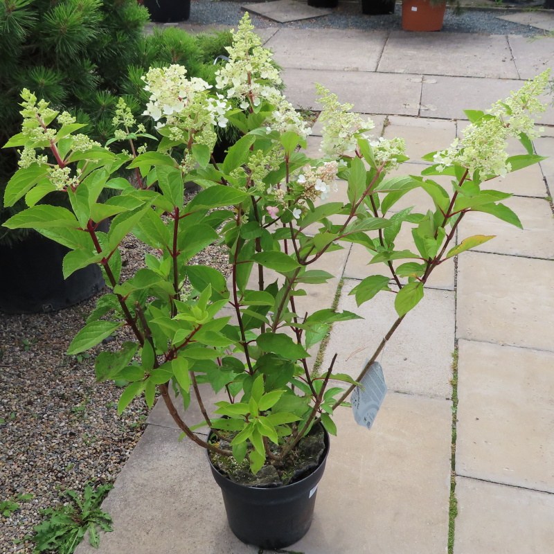 Rostliny - Hortenzie latnatá 'Pinky Winky' květináč 7,5 litru, výška 50/60cm, keř