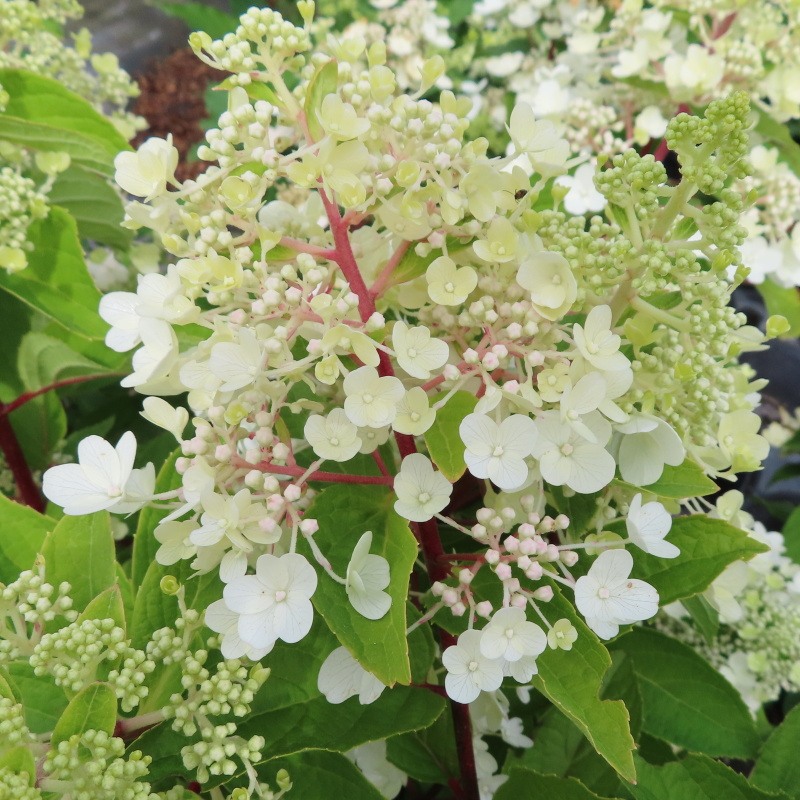 Hortenzie latnatá 'Pinky Winky' květináč 7,5 litru, výška 50/60cm, keř-0