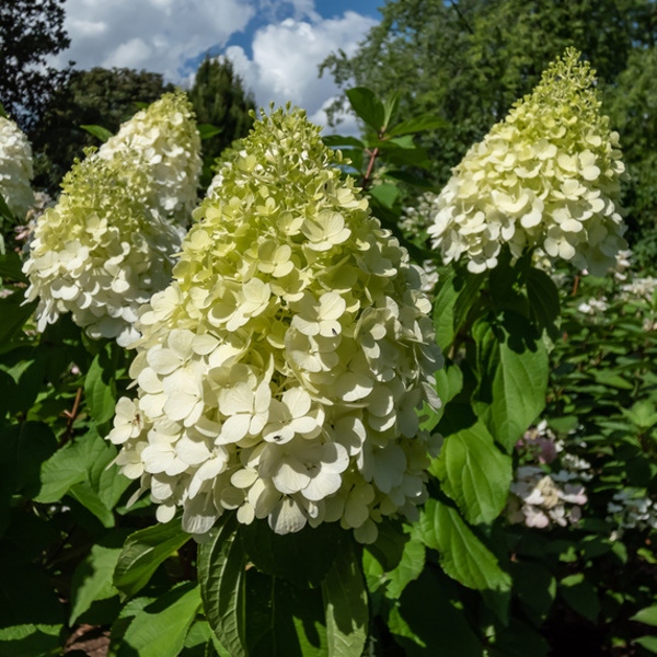 Hortenzie - Hortenzie latnatá 'Polar Bear' 5 litrů