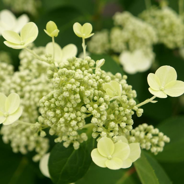 Hortenzie - Hortenzie latnatá Prim White květináč 10 litrů