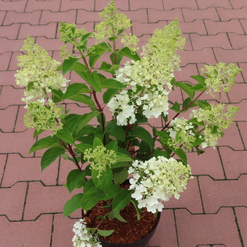 Hortenzie - Hortenzie latnatá 'Silver Dollar' květináč 5 litrů, výška 40/50cm, keř