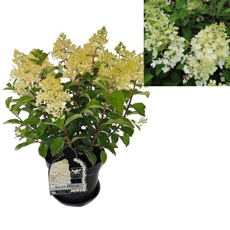 Hortenzie - Hortenzie latnatá Silver Dollar květináč 7,5 litru