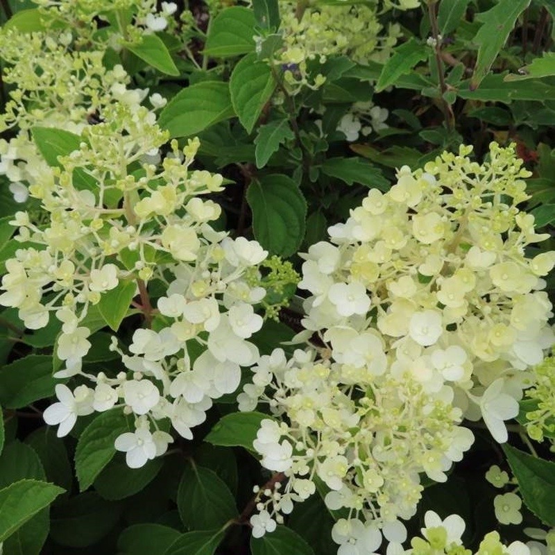 Hortenzie latnatá Silver Dollar květináč 7,5 litru-0