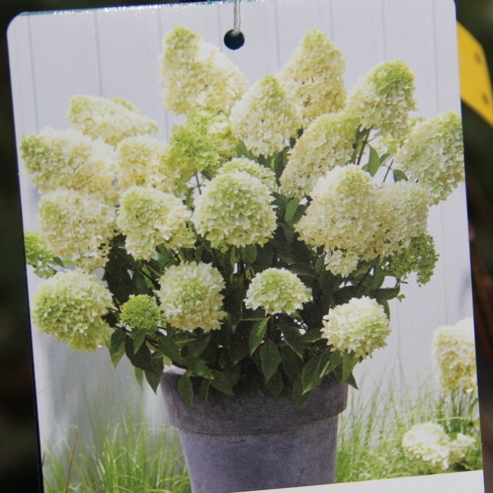 Hortenzie - Hortenzie latnatá 'Skyfall'® výška 100/125cm, květináč 25 litrů