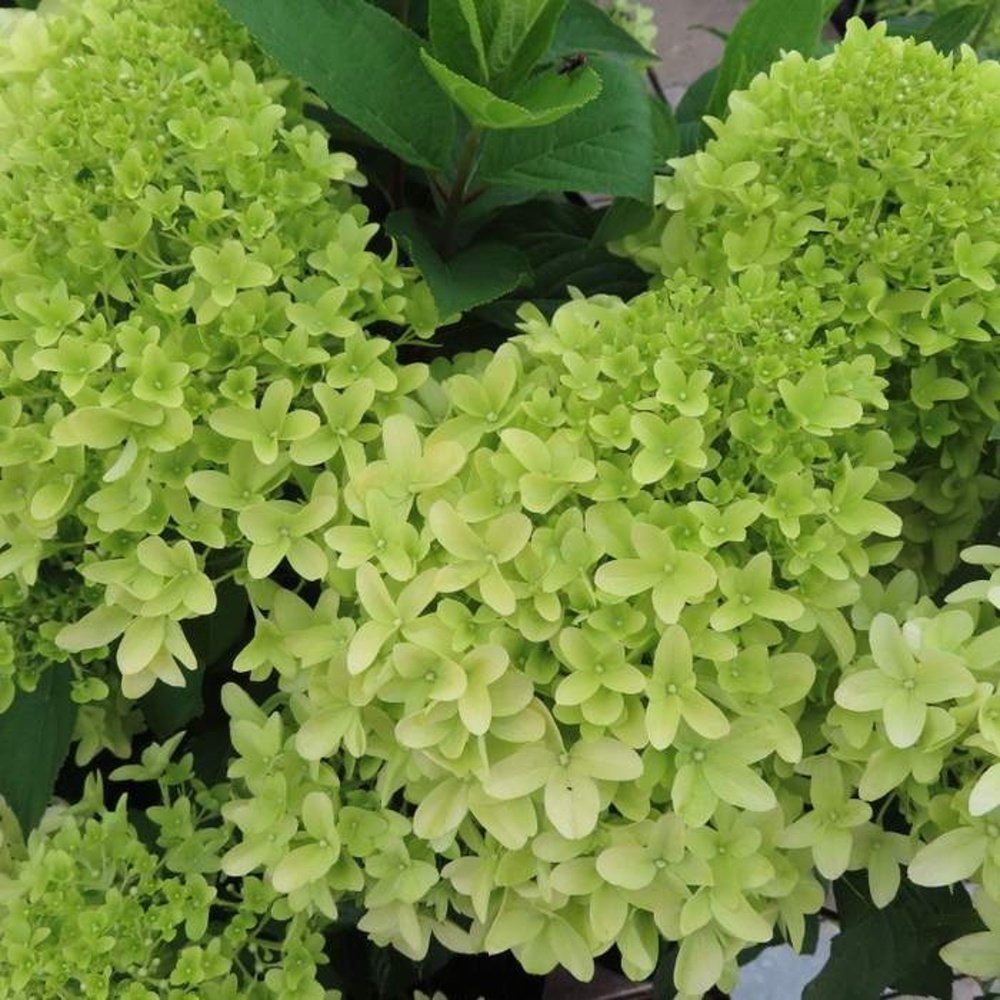 Hortenzie - Hortenzie latnatá Skyfall výška 30/40cm, květináč 2,5 litru