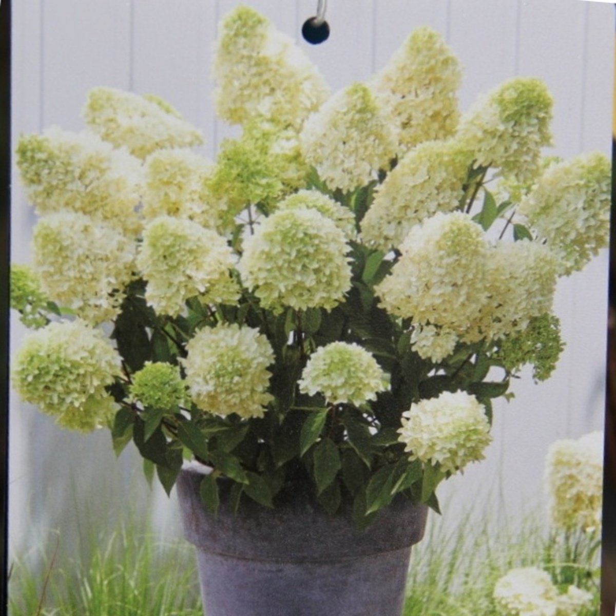 Hortenzie - Hortenzie latnatá Skyfall výška 40/60cm, květináč 4,6 litru