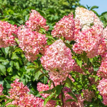 Rostliny - Hortenzie latnatá Sundae Fraise květináč 1,4 litru, výška 15/20cm, keř