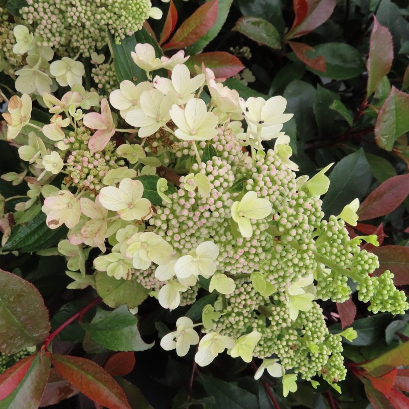 Hortenzie - Hortenzie latnatá Sundae Fraise květináč 10 litrů, výška 60/80cm, keř