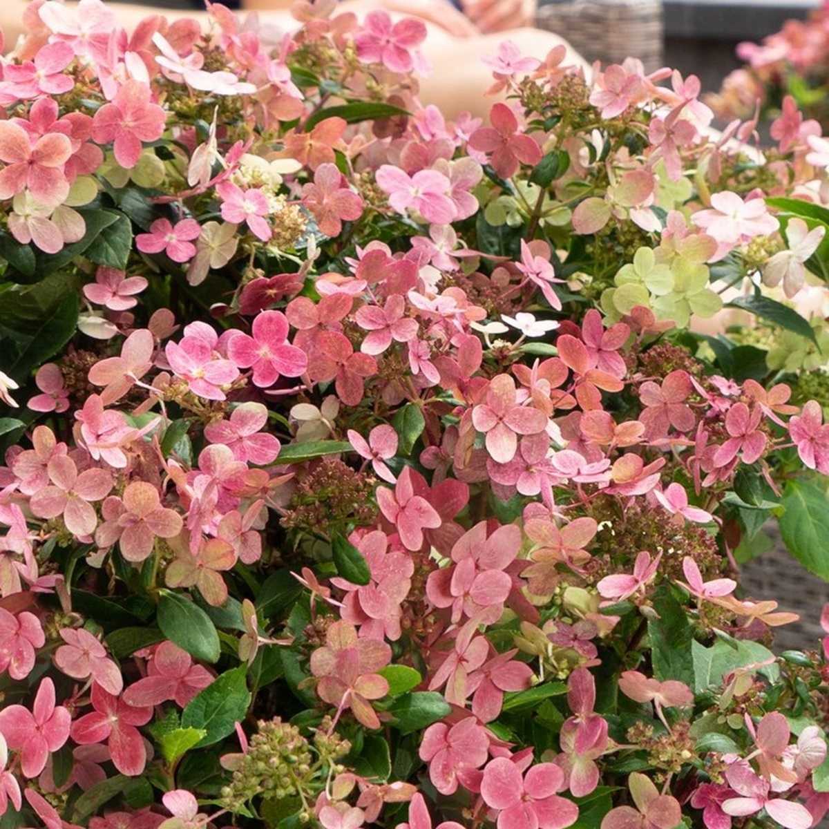 Hortenzie latnatá Switch květináč 16,5 litru-0