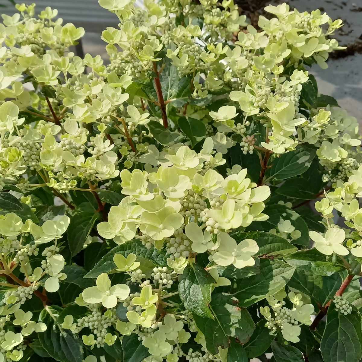 Hortenzie - Hortenzie latnatá Switch výška 125/150cm, květináč 10 litrů, 3 patra