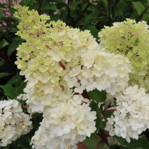 Rostliny - Hortenzie latnatá Vanille Fraise® 1,4 litru