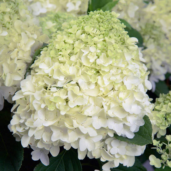 Hortenzie - Hortenzie latnatá 'Whitelight' 16,5 litru