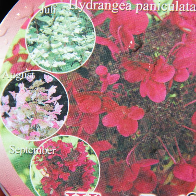 Hortenzie - Hortenzie latnatá  'Wim's Red'® květináč 4 litry, výška 30/40cm, keř