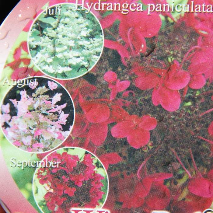 Hortenzie - Hortenzie latnatá Wims Red květináč 16,5 litru, výška 80/100cm, keř