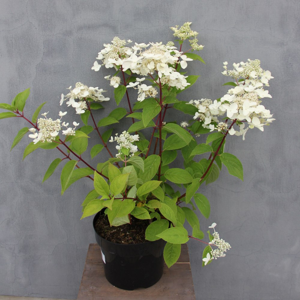 Hortenzie - Hortenzie latnatá Wims Red květináč 5 litrů, výška 40/50cm, keř