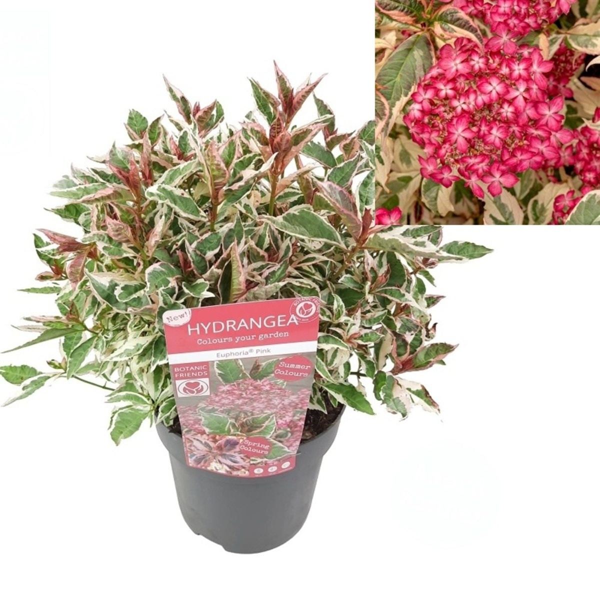 Hortenzie - Hortenzie pilovitá Euphoria Pink květináč 3 litry