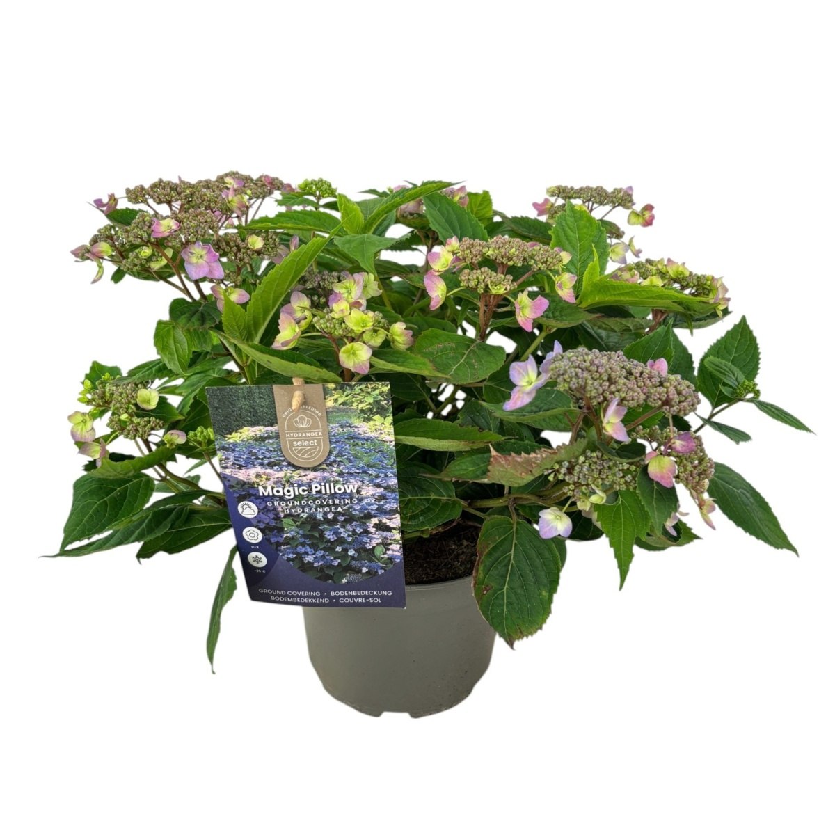 Hortenzie - Hortenzie pilovitá Magic Pillow Blue květináč 5 litrů