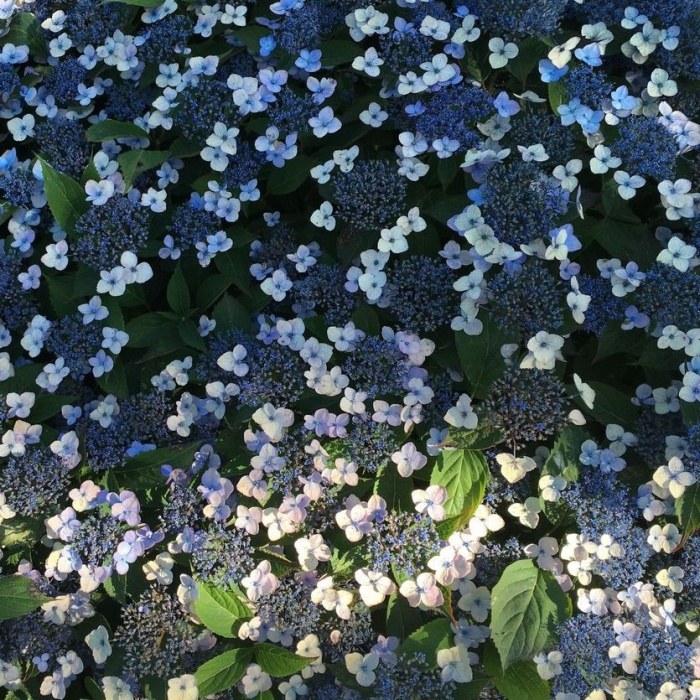 Rostliny - Hortenzie pilovitá 'Magic Pillow' květináč 2,3 litru