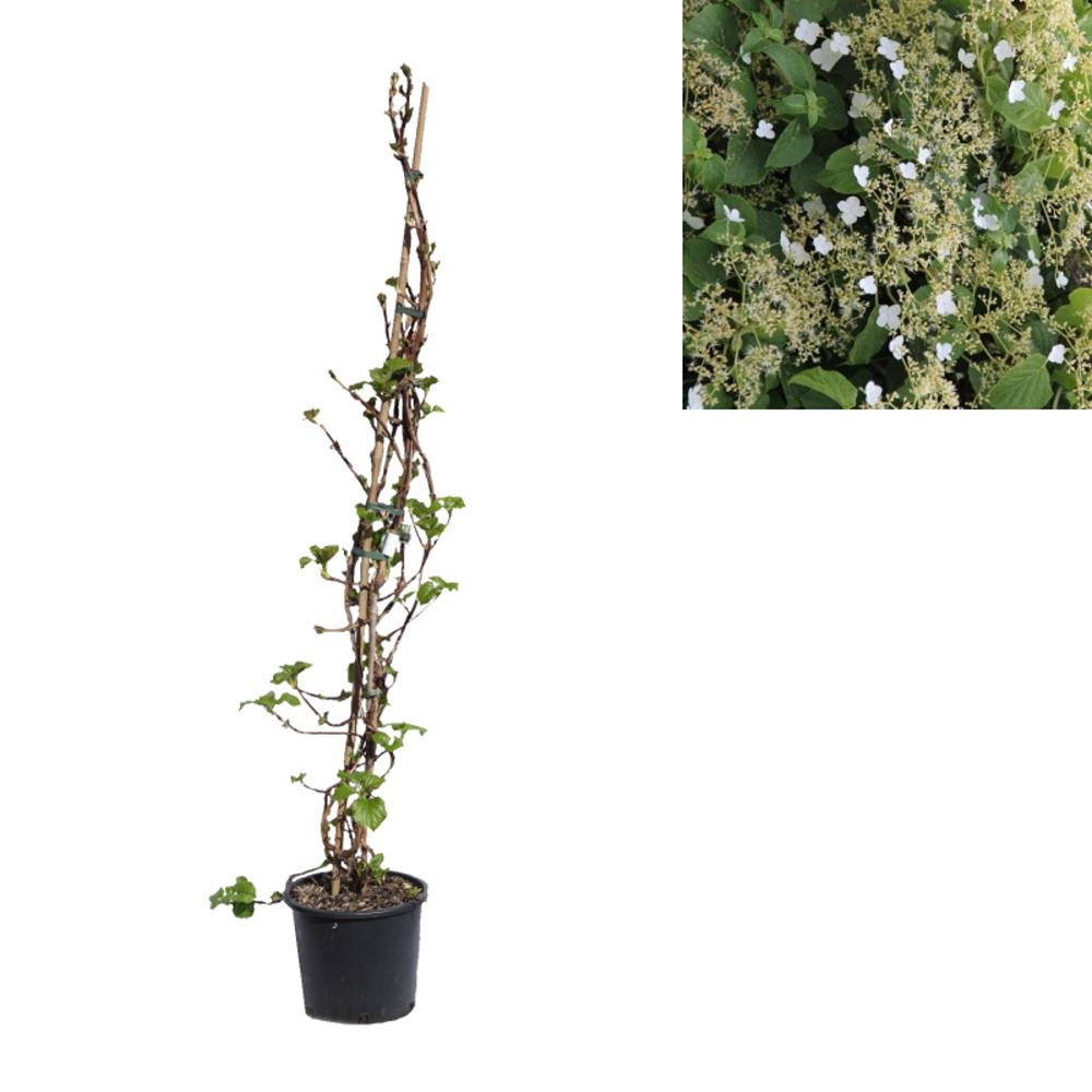 Popínavé rostliny - Hortenzie řapíkatá květináč 10 litrů, výška 100/+cm, vyvazovaný