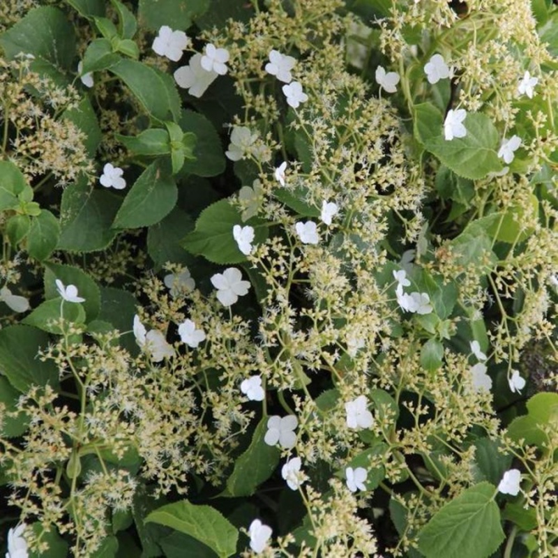 Hortenzie řapíkatá květináč 10 litrů, výška 100/+cm, vyvazovaný-0