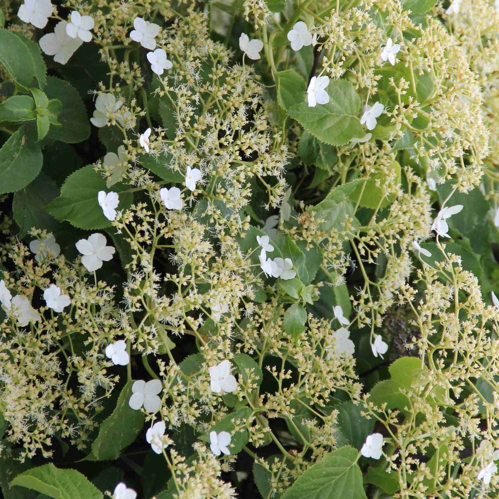 Hortenzie - Hortenzie řapíkatá květináč 16,5 litru, kmínek 80cm, stromek