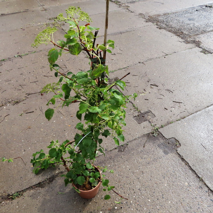 Popínavé rostliny - Hortenzie řapíkatá květináč 3 litry, vyvazovaný