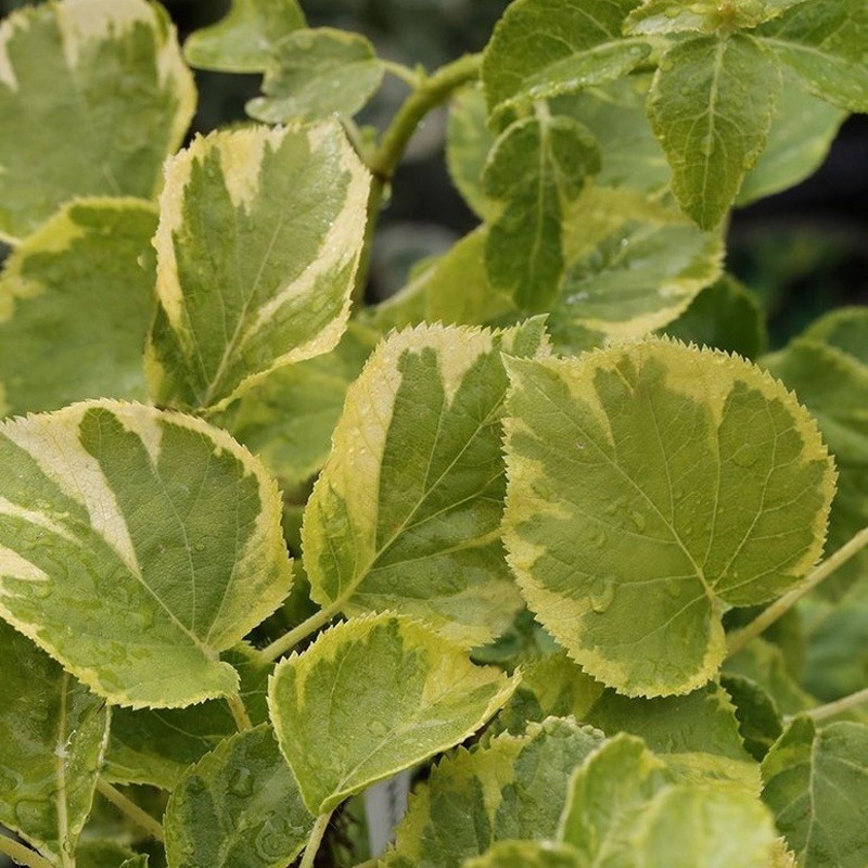 Popínavé rostliny - Hortenzie řapíkatá Miranda výška 60/80cm, květináč 6 litrů