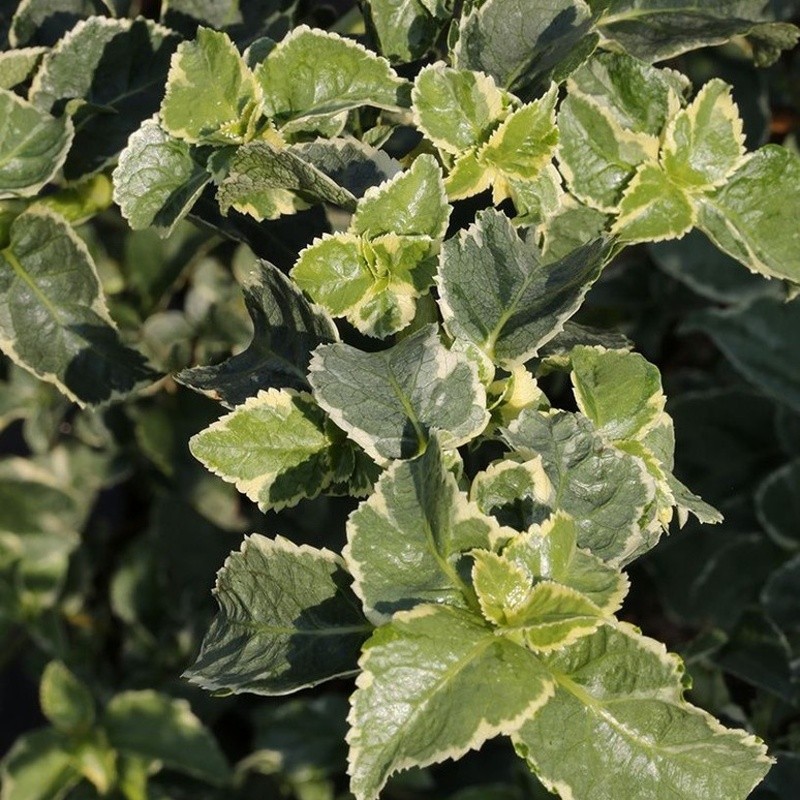 Popínavé rostliny - Hortenzie řapíkatá 'Silver Lining' výška 100/125cm, květináč 10 litrů