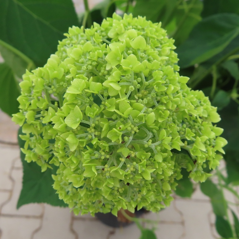 Hortenzie - Hortenzie stromečkovitá Annabelle květináč 18 litrů, výška 100/125, keř